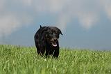 BEAUCERON - PUPPIES 184